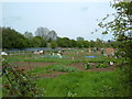 Allotment Gardens