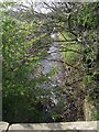 River Tern south of Blackbrook