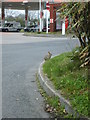 Rabbit queue for petrol