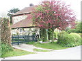 Lovely tree outside cottage at East Harting