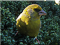 Newburgh: A green finch visits my garden