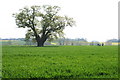 Tree and field near Hoxne