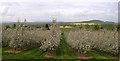 Ledgemoor Blossom