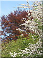 White blossom, fresh green and copper leaves