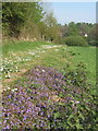 Floral display by path to Coddenham