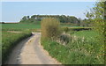 Approaching a corner in the lane to Coddenham Green