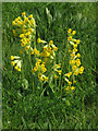 Cowslips (Primula veris)