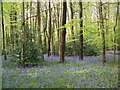 Bluebell woods near Whitehouse Farm