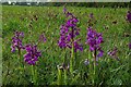 Green Winged Orchids