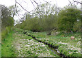 Hatherton Canal  near Wedges Mills, Staffordshire