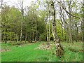 Bridleway through Dicksmoss Wood