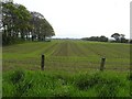 Carrowreagh Townland