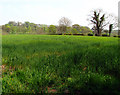 Fields near Purdysburn