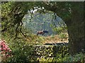 Clydesdale horse, Walkershill