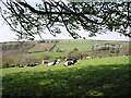 Cows Enjoying the Spring