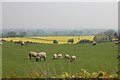 View of sheep and Rape field