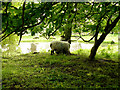 Penton Mewsey - Sheep By The Pond