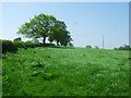 Field of grass