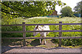 Donkey at Ferny Hill Farm, Ferney Hill, Hadley Wood, Herts