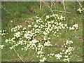 Primroses above Middleton on the Pennine Way