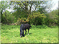 Grazing in the sunshine