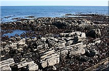 NJ6466 : Folded Rocks at Stake Ness by Anne Burgess