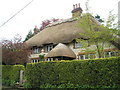 Lovely thatched cottage in  East Harting Street, East Harting