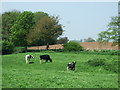 Farmland near Bellaport