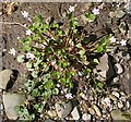 Pink Purslane (Claytonia sibirica)