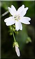 Pink Purslane (Claytonia sibirica)