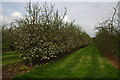 Apple orchard near Cowleigh