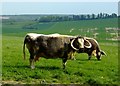 Longhorn cows, Cherry Lodge Farm