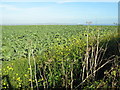 Farmland near Tremayne