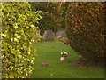SJ4406 : Pheasant in Longden churchyard by Tom McCallister