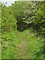 Footpath In Canklow Wood