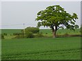 Farmland and oak, Braywoodside