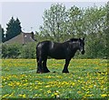 Horse on Aylestone Playing Fields