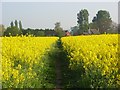 Footpath through oil-seed rape, Ruscombe