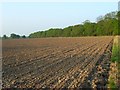 Farmland and Surrells Wood, Shurlock Row