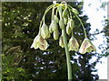 Mediterranean Bells (Nectaroscordum siculum)