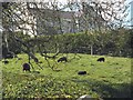 Defaid duon/Black sheep at Bryn Hyfryd, Llangristiolus