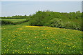 ST7772 : Buttercups at the top of the valley by Sharon Loxton