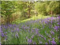 Bluebells at Moses Gate Country Park