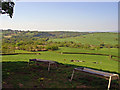 Cows at Abystree, Robeston Wathen