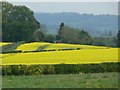 Oil seed rape north of Hurcott Wood