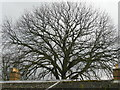 Sibford Gower: ancient tree off  Temple Mill Road