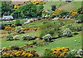 Spring colours near Rostrevor