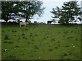 NH7592 : Cows on Lednabirichen Croft by Sarah McGuire
