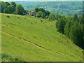 Rodborough Common, near Stroud