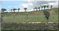 Site of an old limestone quarry near Paradwys